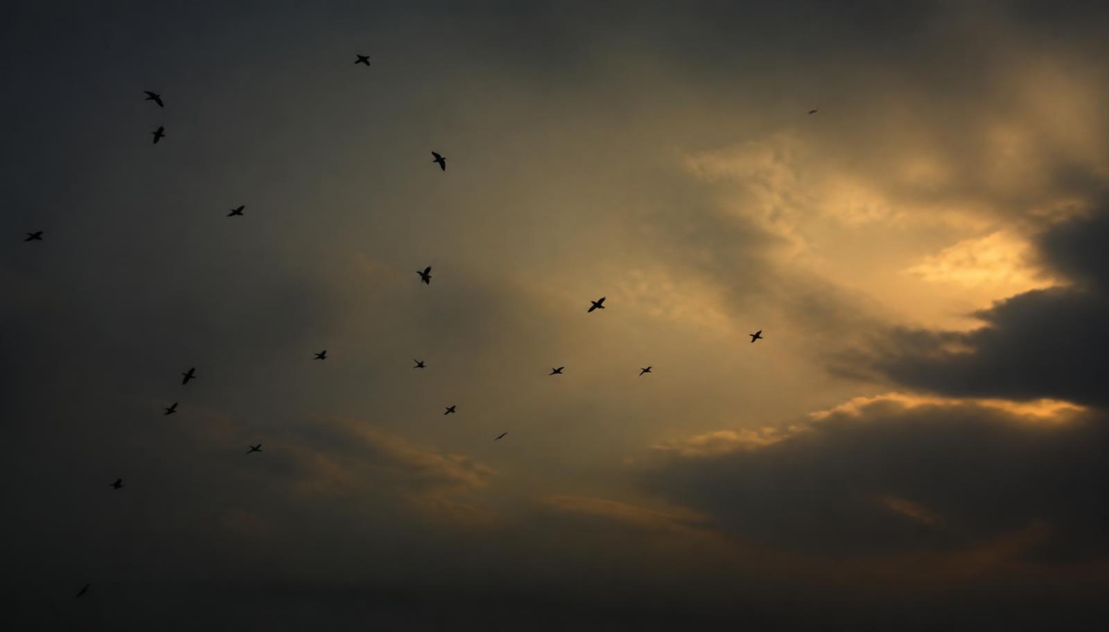 Birds gathering in sudden twilight
